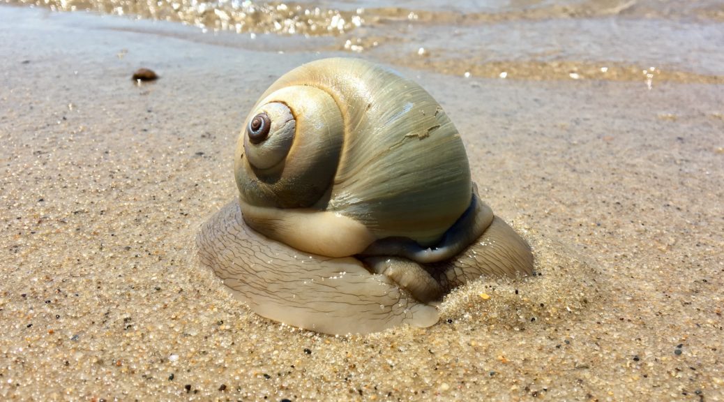 Northern Moon Snail Lunatia Heros Seashore To Forest Floor