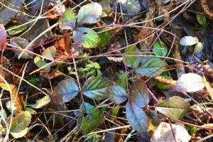 rubus hispidus