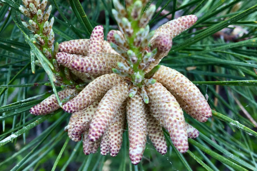 Pitch Pine (Pinus rigida) Immature Cones Seashore to Forest Floor