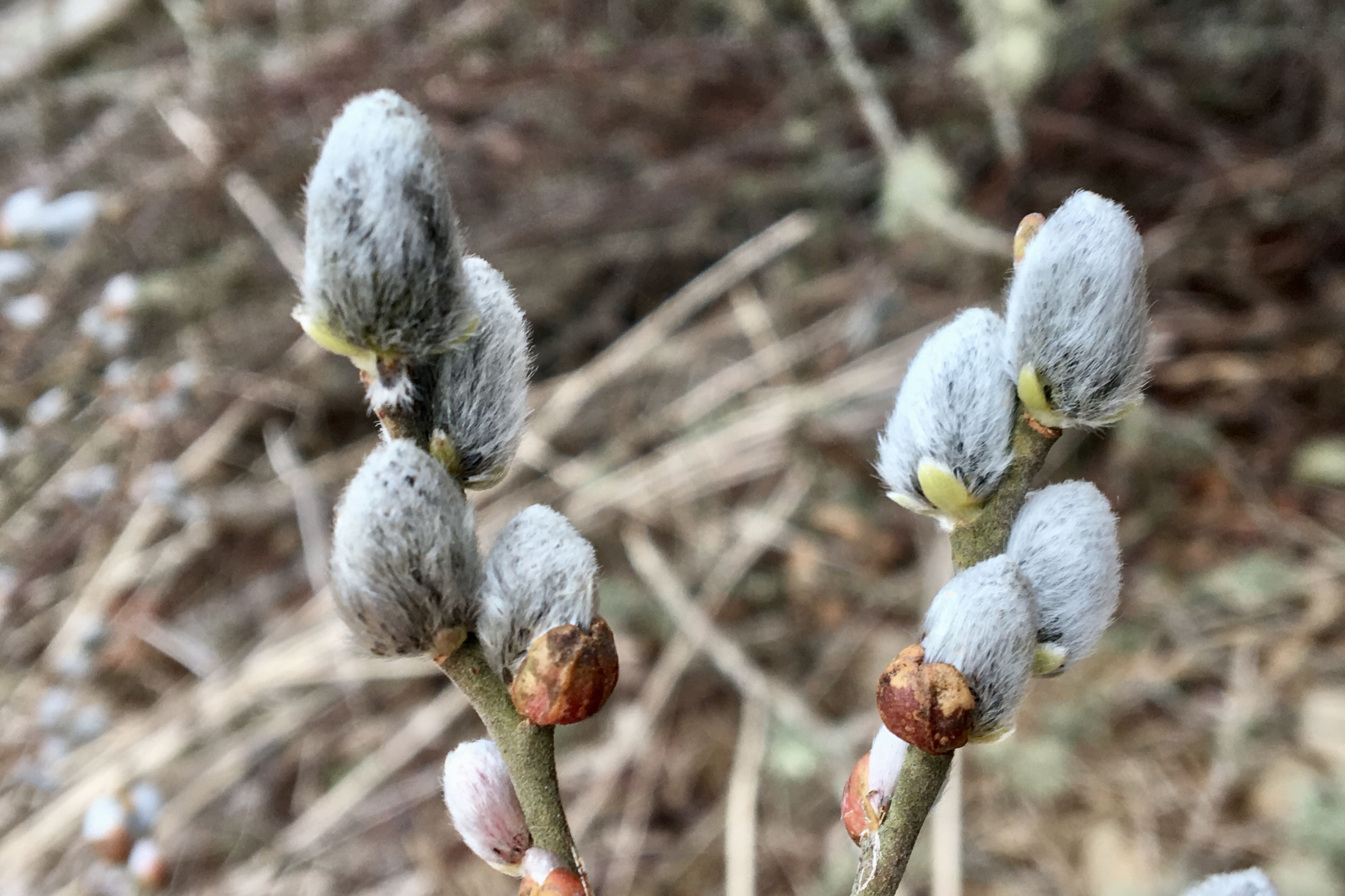 Pussy Willow Salix Discolor Seashore To Forest Floor 