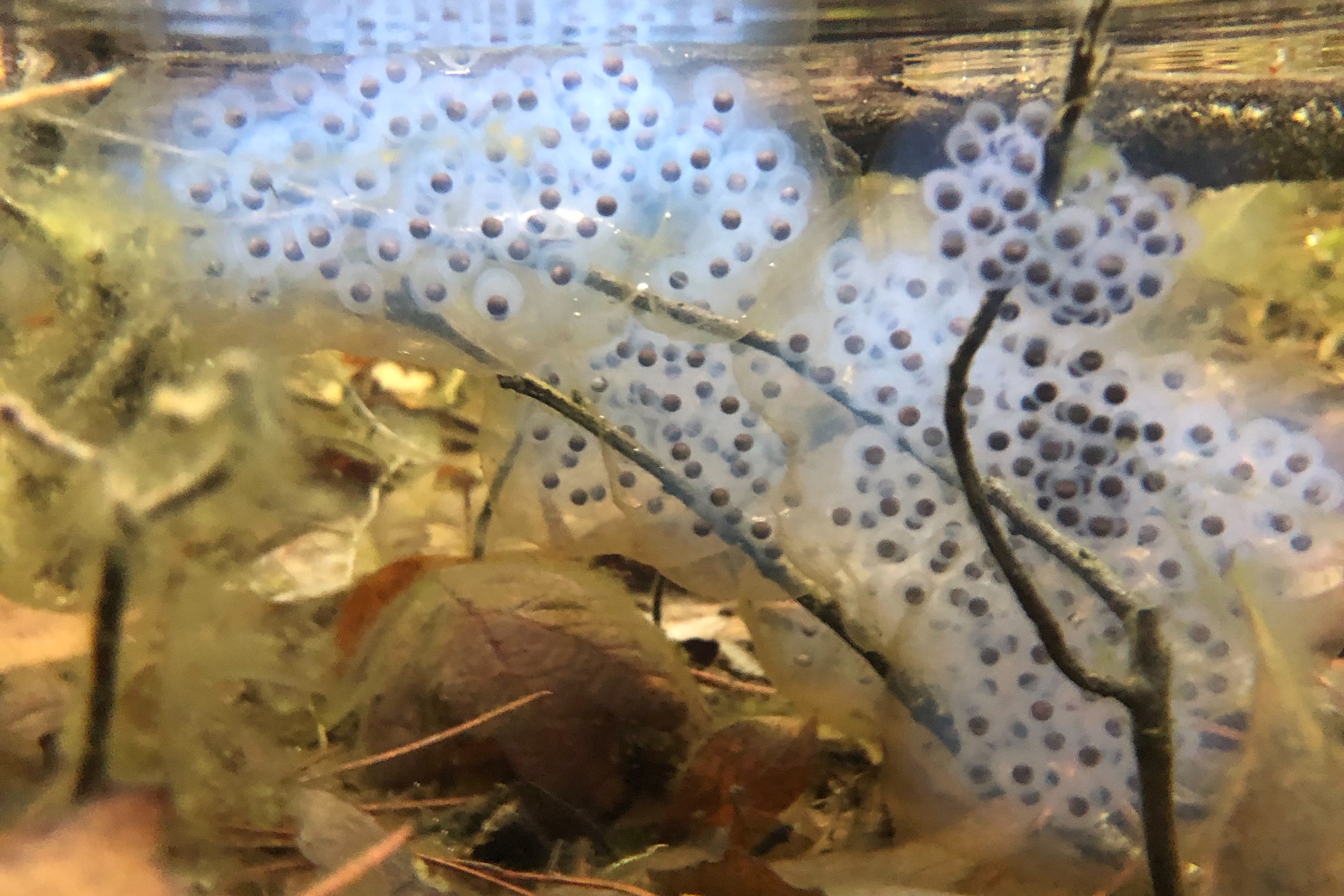 Spotted Salamander Eggs Seashore To Forest Floor