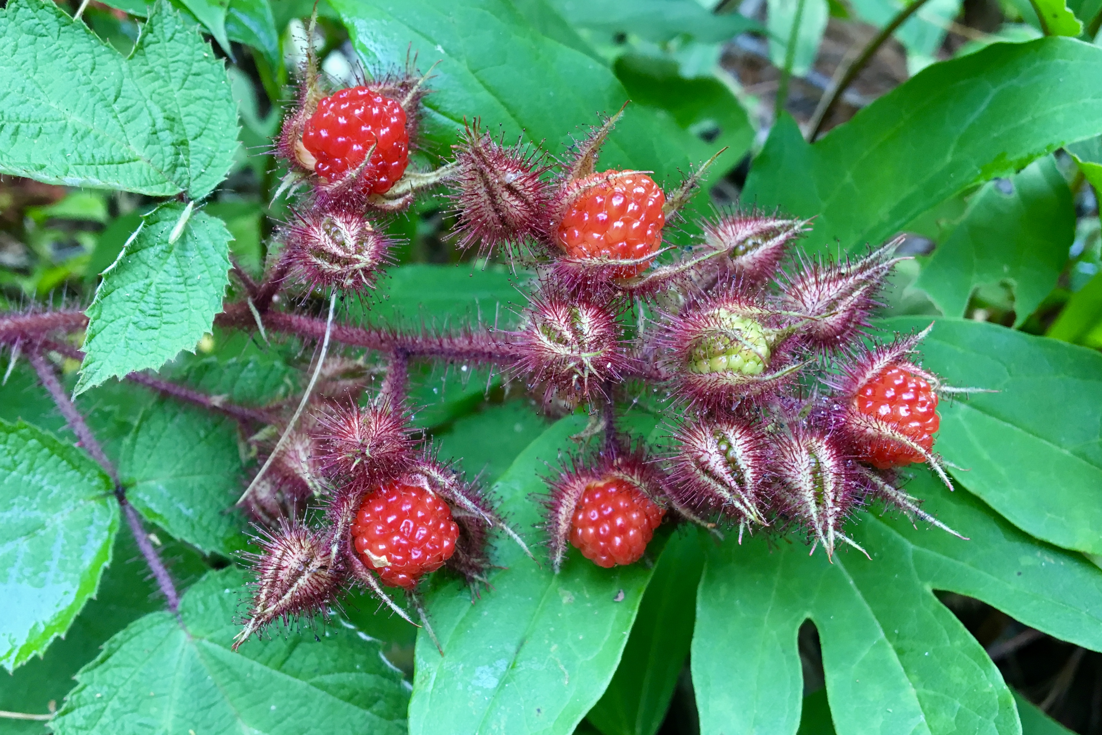 Wild Edible Wineberries Seashore To Forest Floor