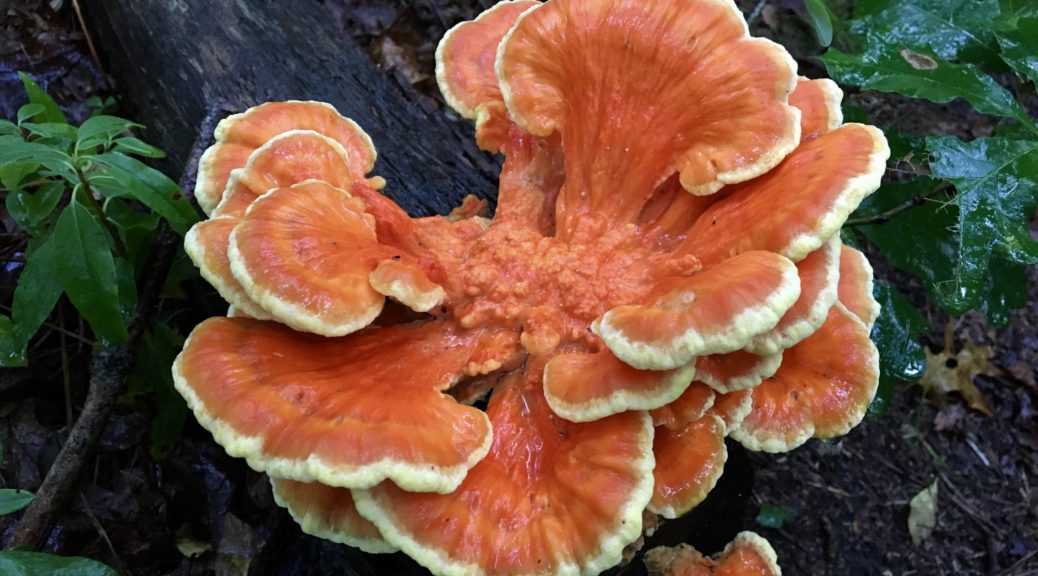 Wild Edible Chicken Of The Woods Seashore To Forest Floor