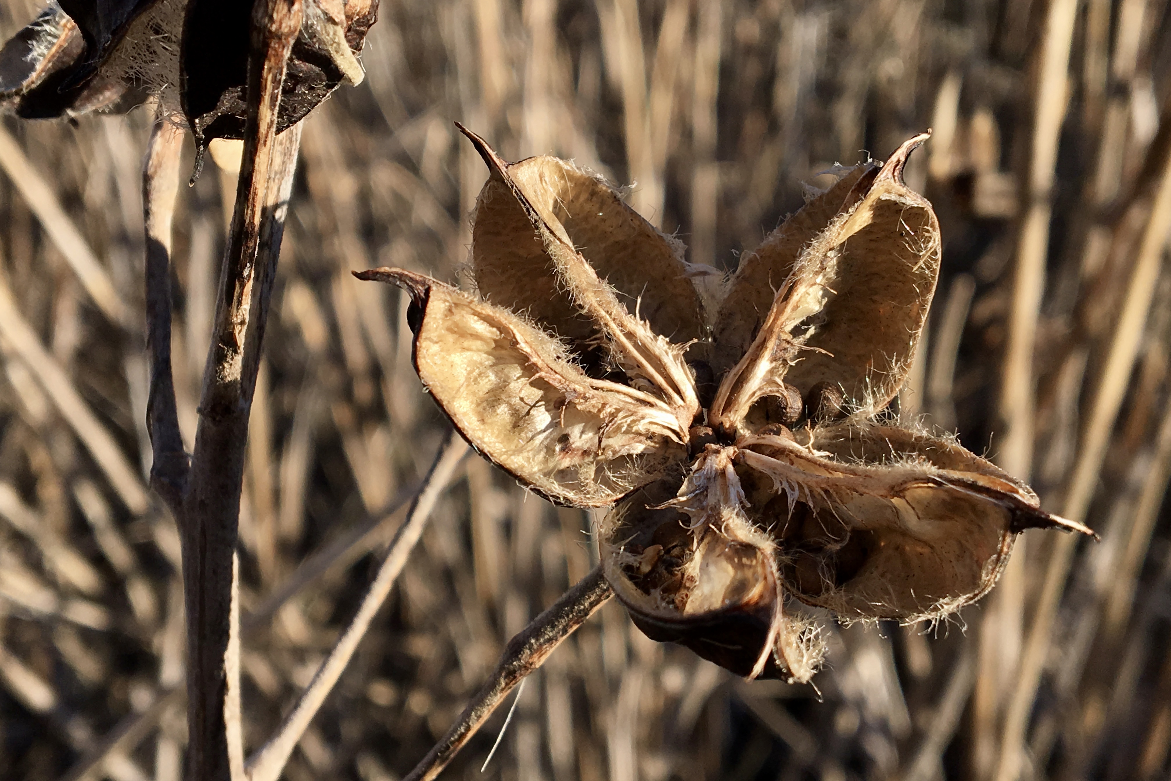 winter-weeds-swamp-rose-mallow-seashore-to-forest-floor