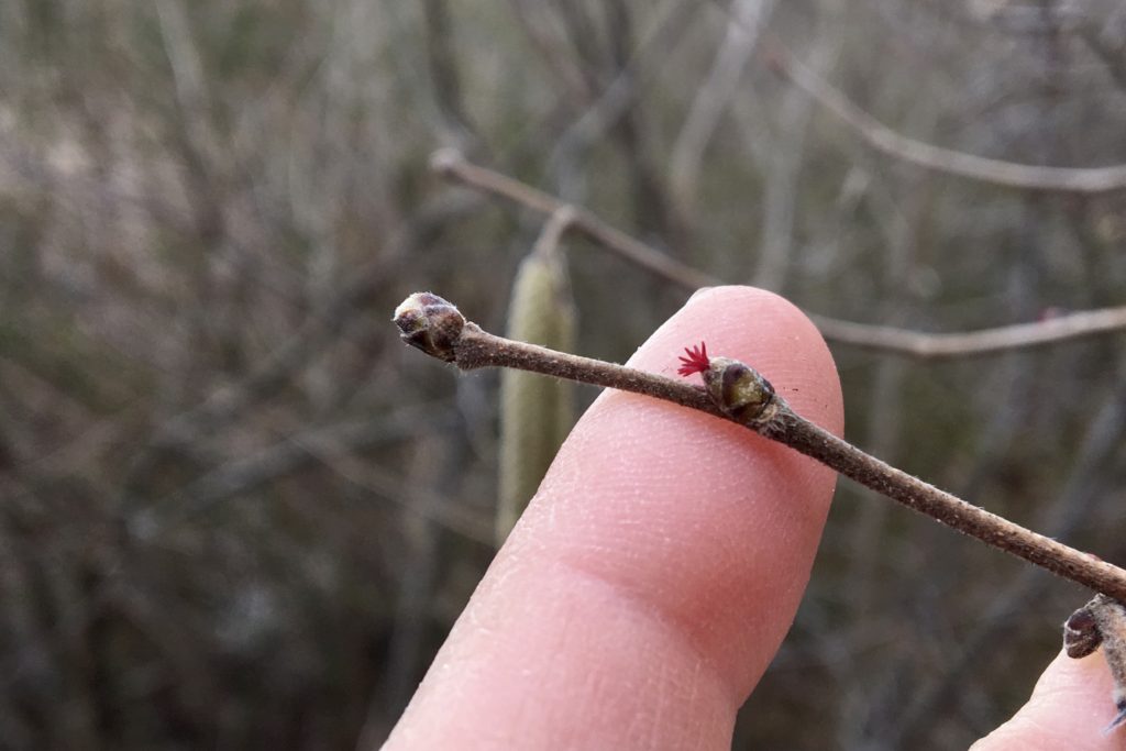 beaked-hazelnut-corylus-cornuta-seashore-to-forest-floor