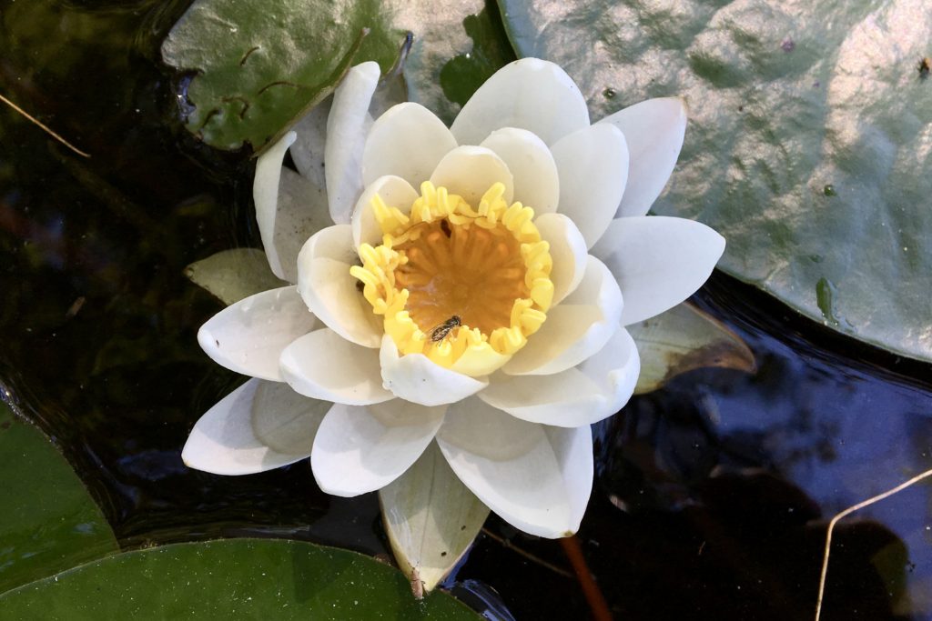 Fragrant Water Lily Nymphaea Odorata Seashore To Forest Floor