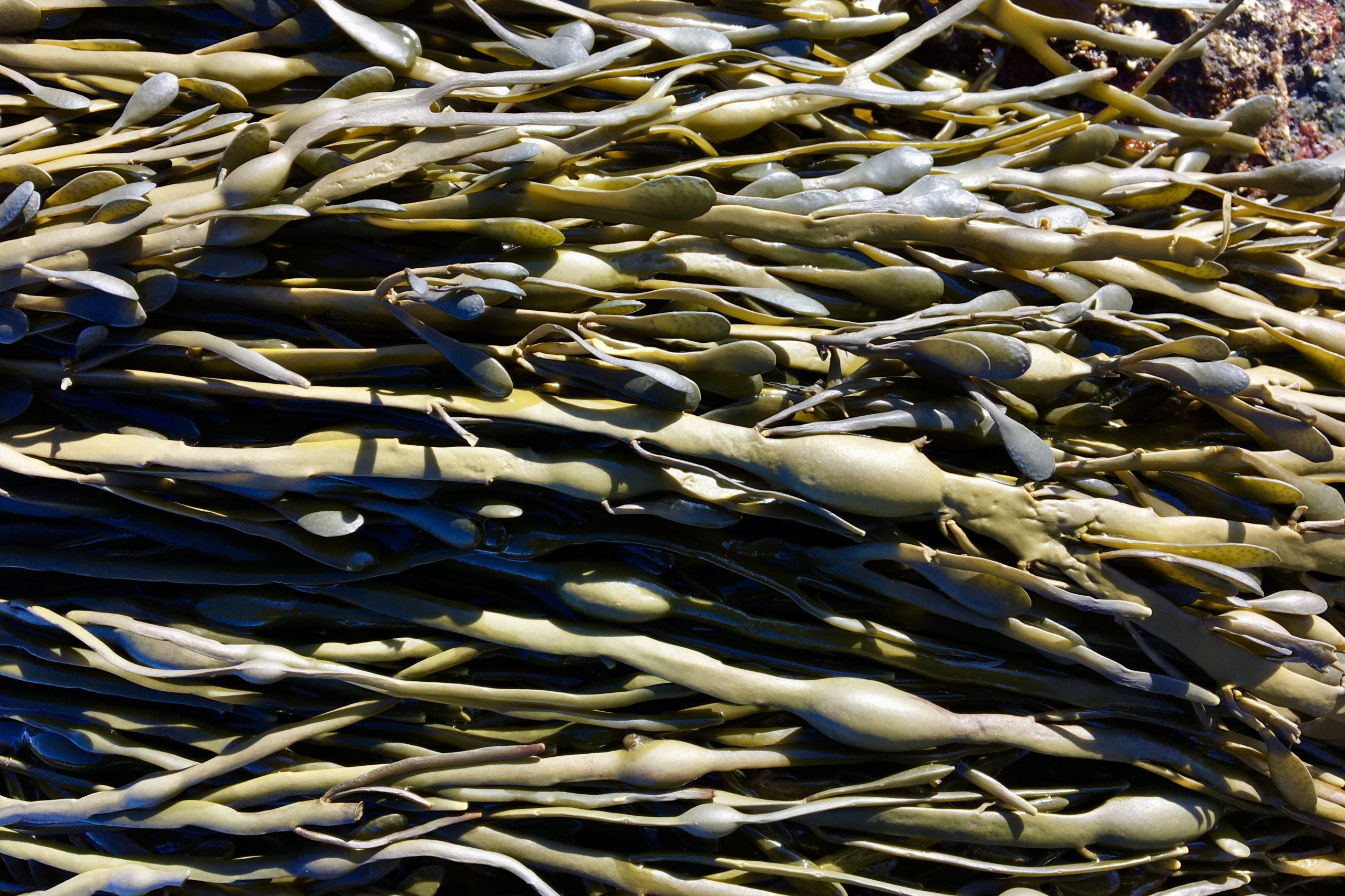 Knotted Wrack Ascophyllum Nodosum Seashore To Forest Floor