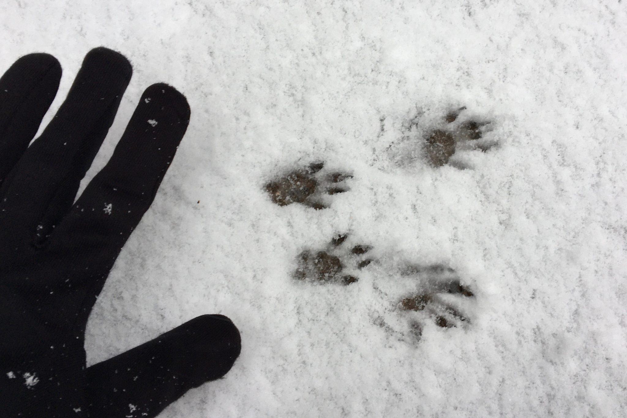 Animal Tracks: Eastern Gray Squirrel – Seashore To Forest Floor