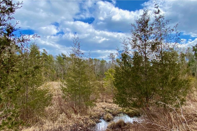 Atlantic White Cedar Chamaecyparis Thyoides Seashore To Forest Floor