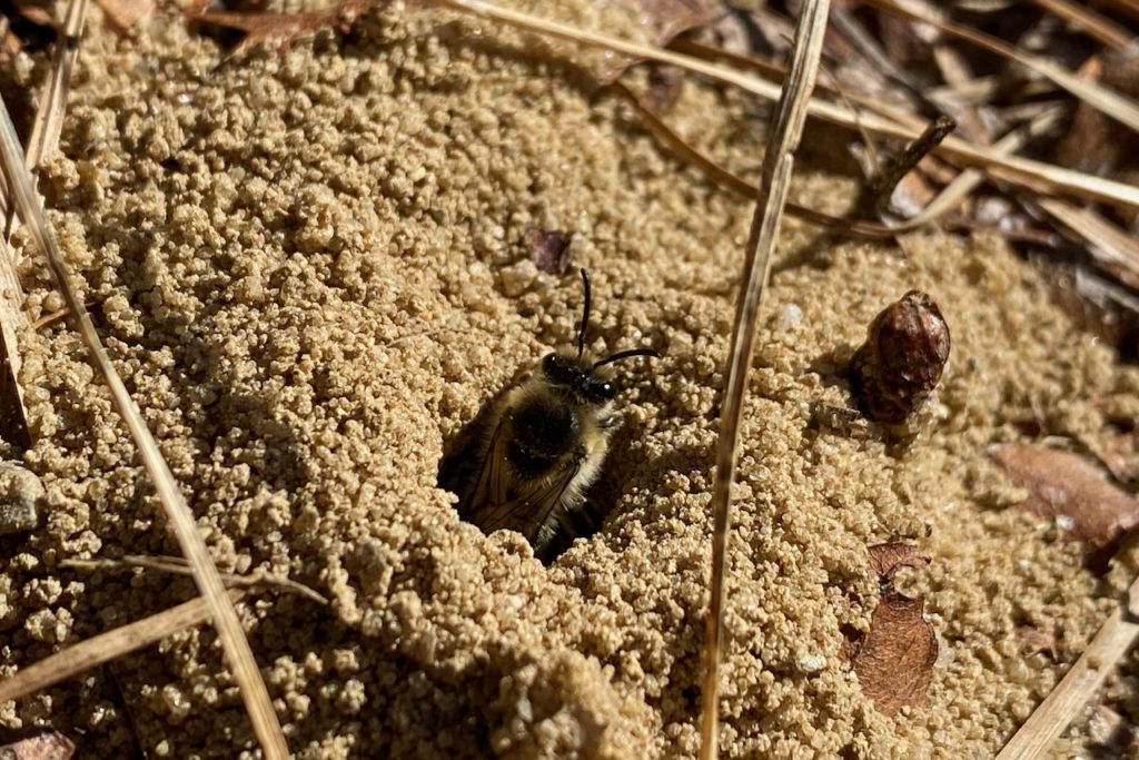 Cellophane Bee (Colletes Sp.) – Seashore To Forest Floor