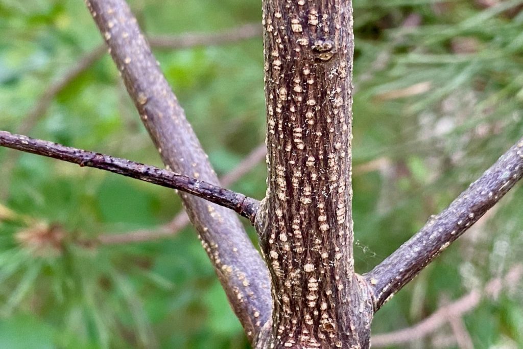 Glossy Buckthorn Frangula Alnus Seashore To Forest Floor