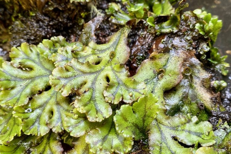 liverwort