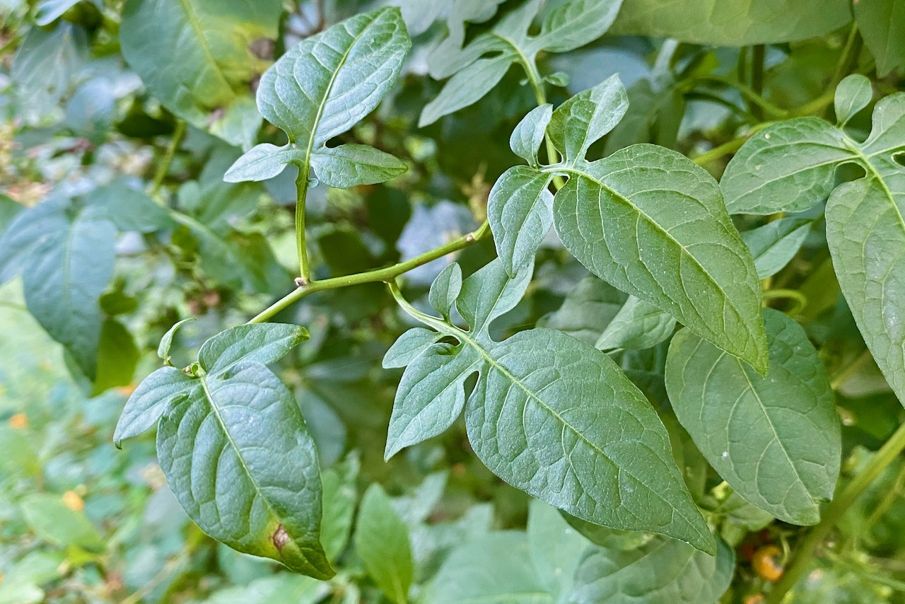 bittersweet-nightshade-solanum-dulcamara-seashore-to-forest-floor