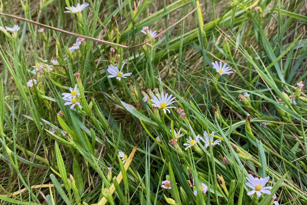 Wildflower Wednesday: Perennial Salt Marsh Aster – Seashore to Forest Floor