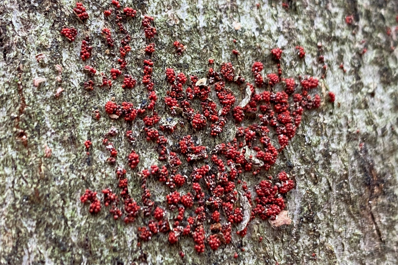 Beech Bark Disease Seashore To Forest Floor