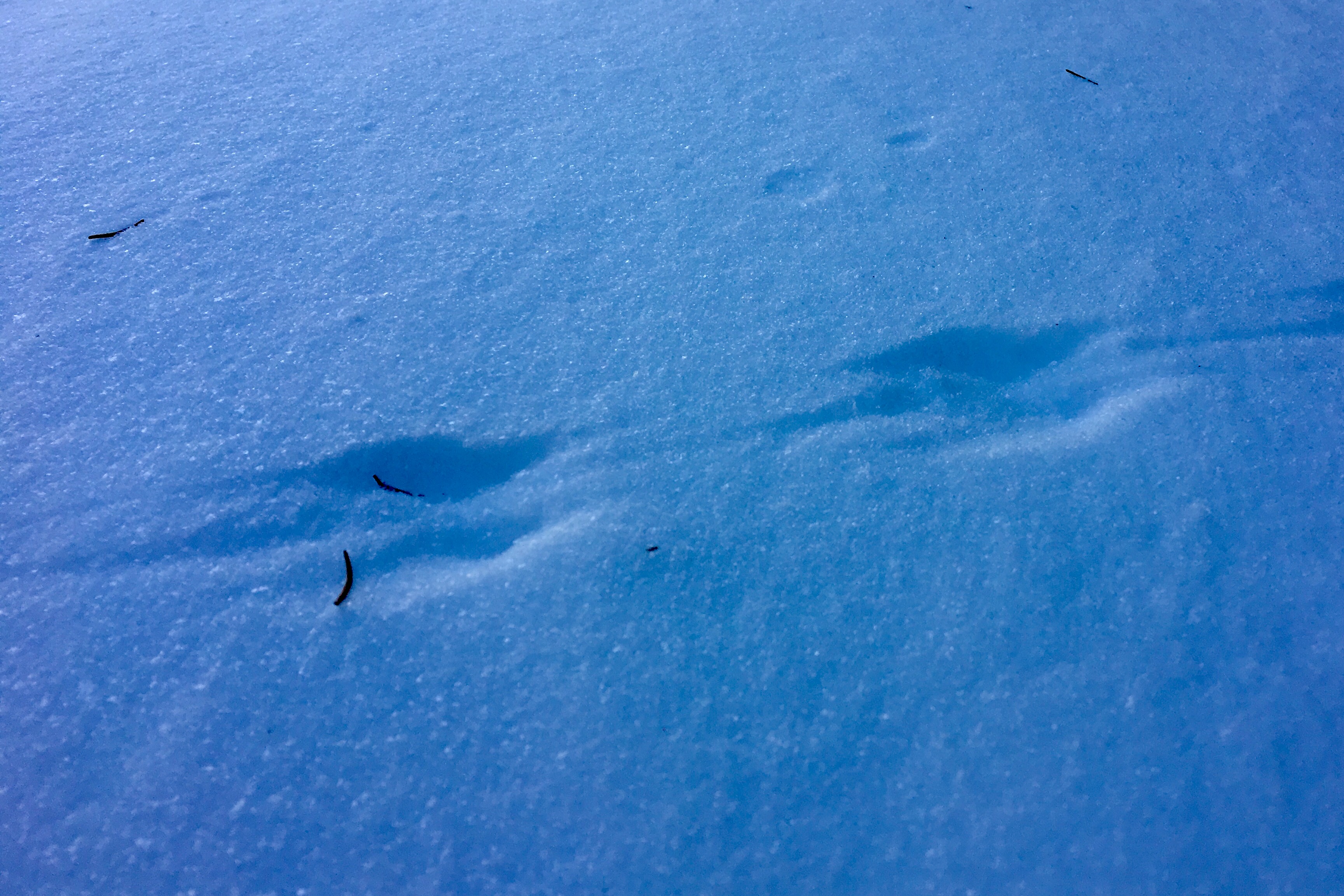 animal-tracks-in-winter-seashore-to-forest-floor