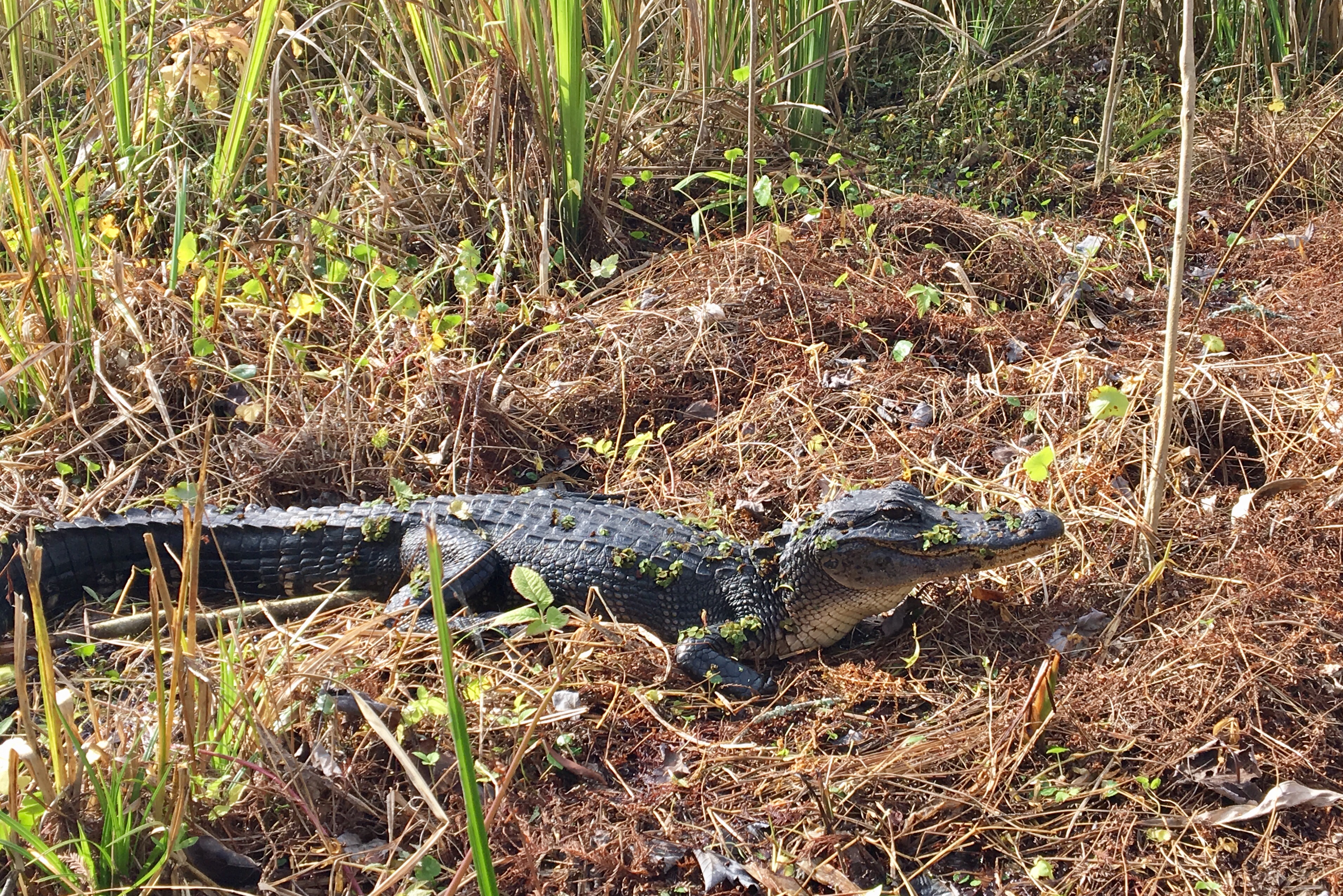 Faraway Places: Herpetofauna at Barataria Preserve, LA – Seashore to ...