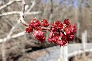 Red maple (Acer rubrum) flowers – Seashore to Forest Floor