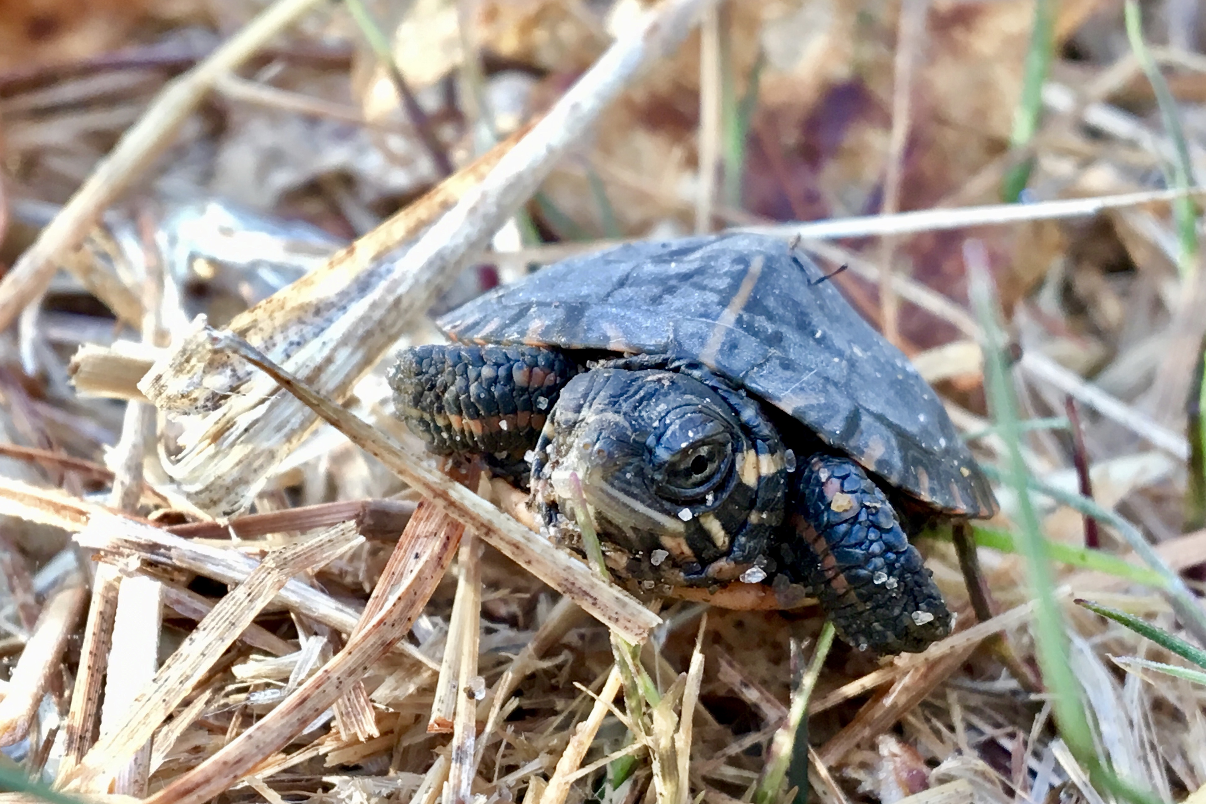 Painted Turtle (Chrysemys picta) – Seashore to Forest Floor