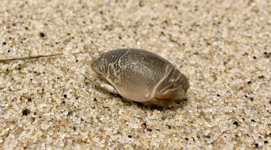 atlantic mole crab