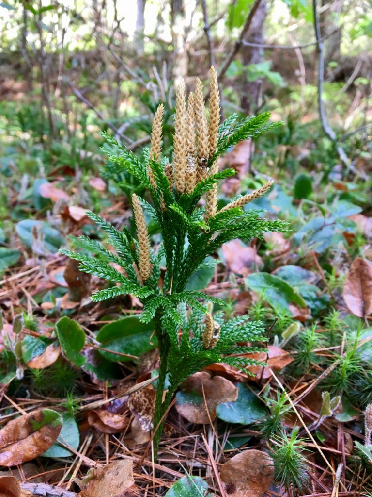 Princess Pine (Lycopodium obscurum) – Seashore to Forest Floor