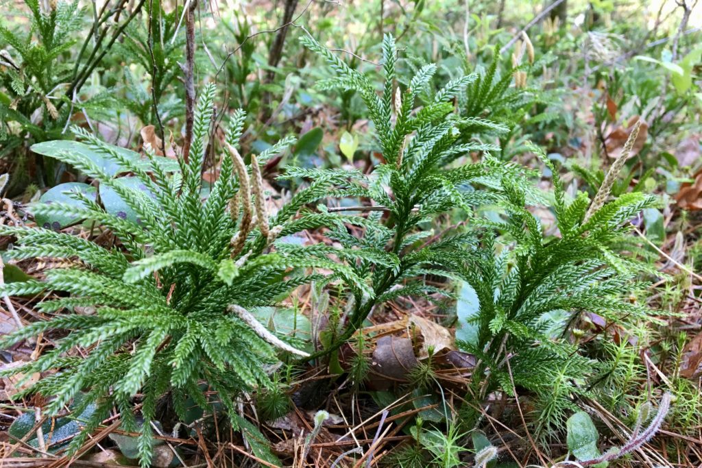 Princess Pine (Lycopodium obscurum) – Seashore to Forest Floor