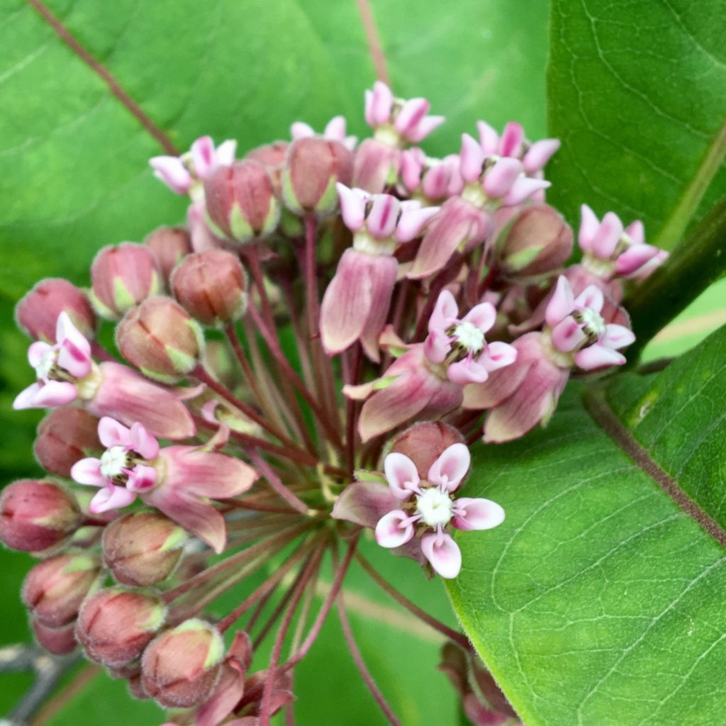 Wild Edible: Common Milkweed – Seashore To Forest Floor