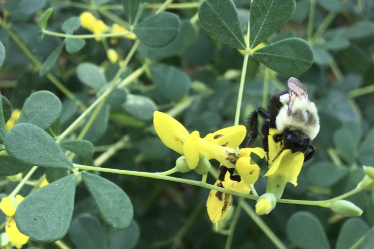 Wild Indigo (Baptisia tinctoria) – Seashore to Forest Floor