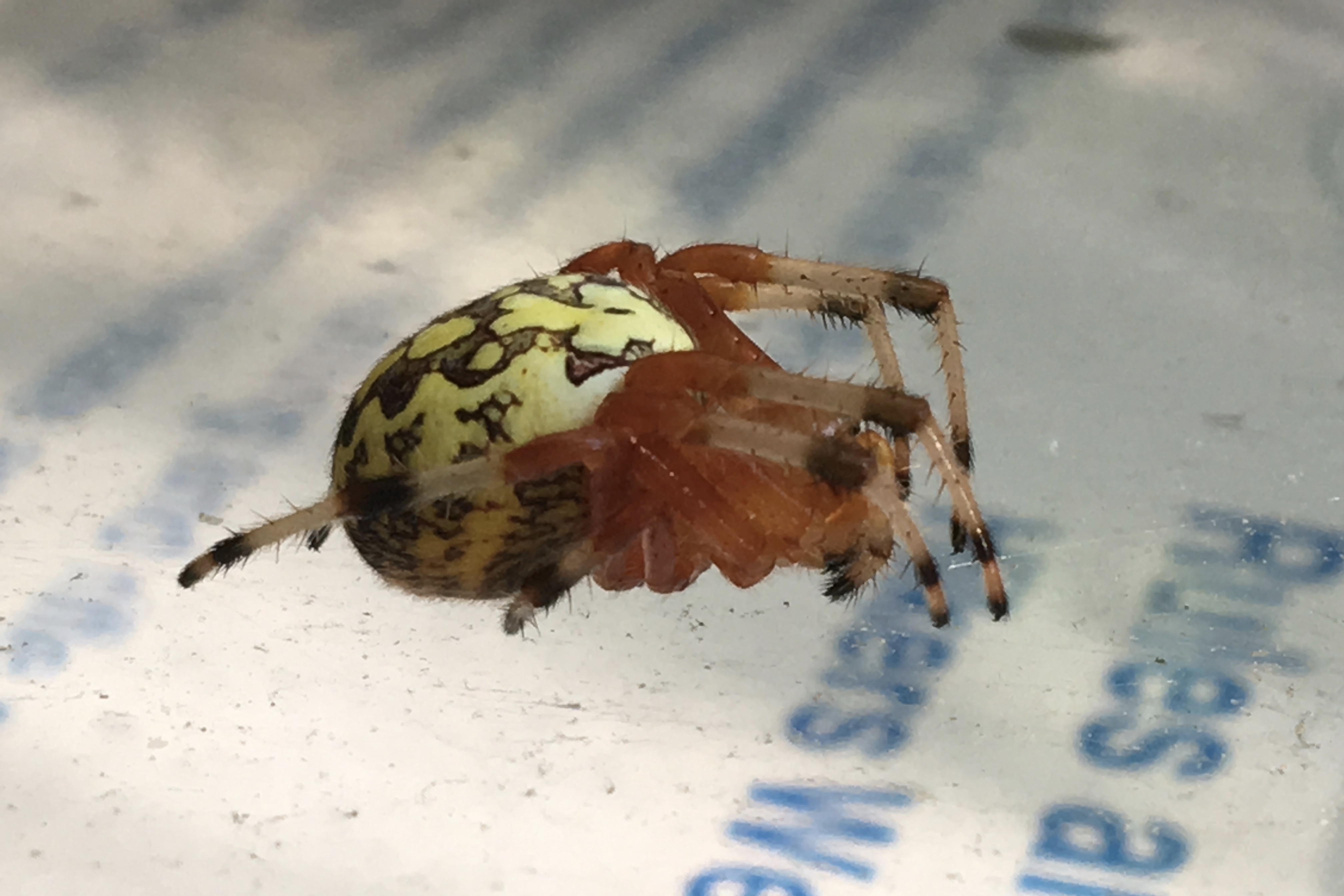 Marbled Orb Weaver (Araneus Marmoreus) – Seashore To Forest Floor