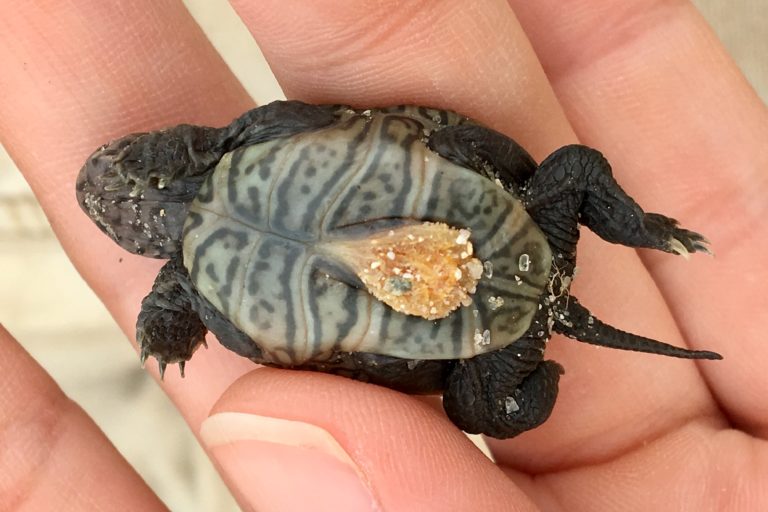 Diamondback Terrapin (Malaclemys terrapin) – Seashore to Forest Floor