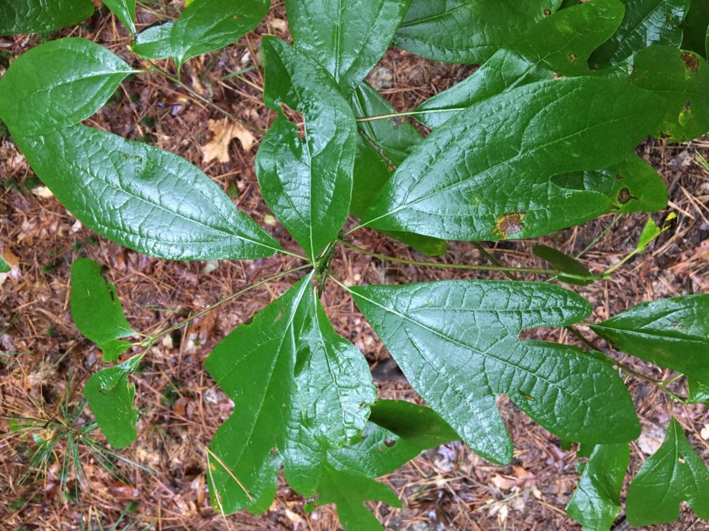 Sassafras (Sassafras albidum) – Seashore to Forest Floor