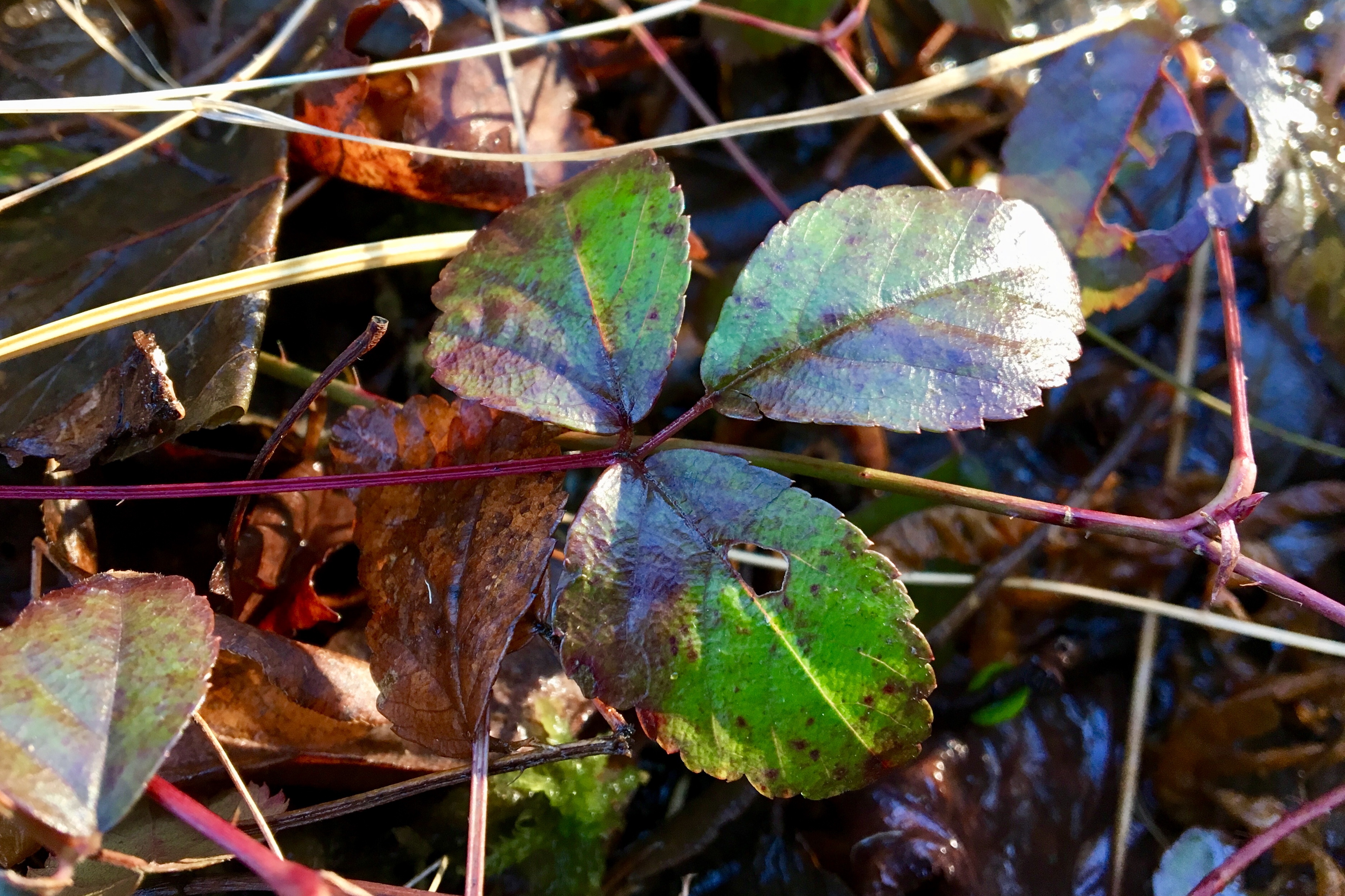 rubus hispidus