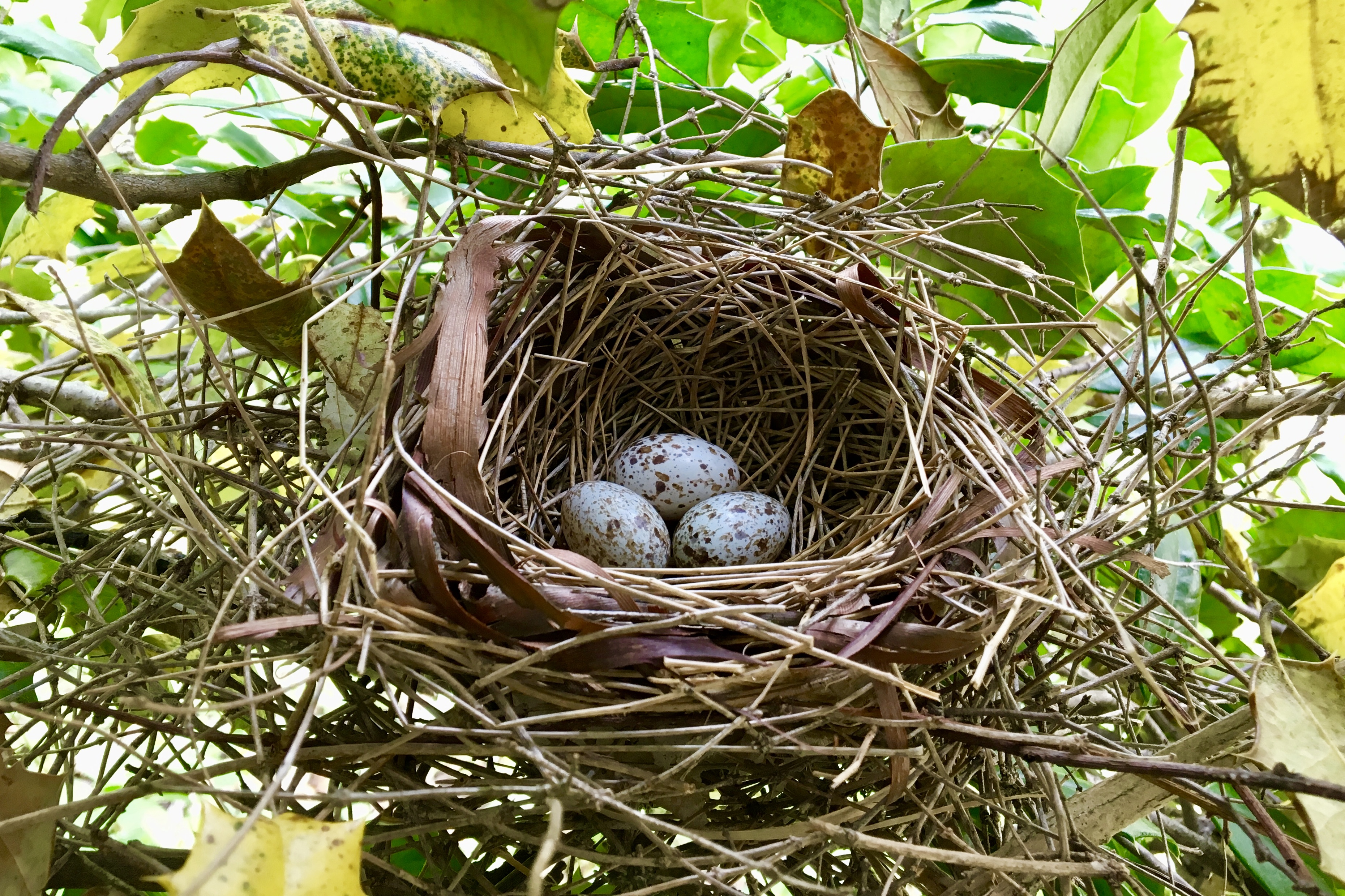 Northern Cardinal Nest Seashore To Forest Floor