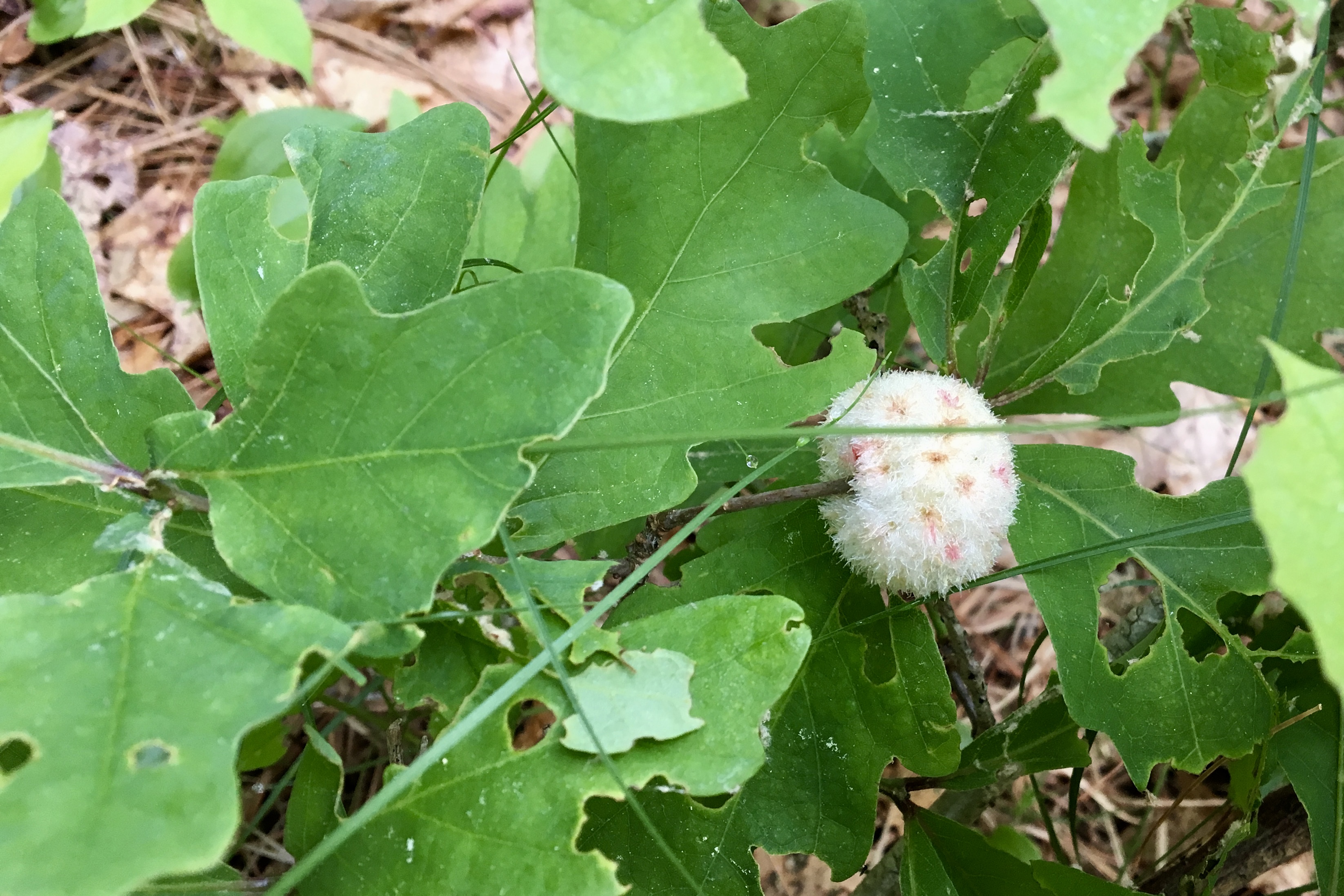 Wool Sower Gall – Seashore to Forest Floor