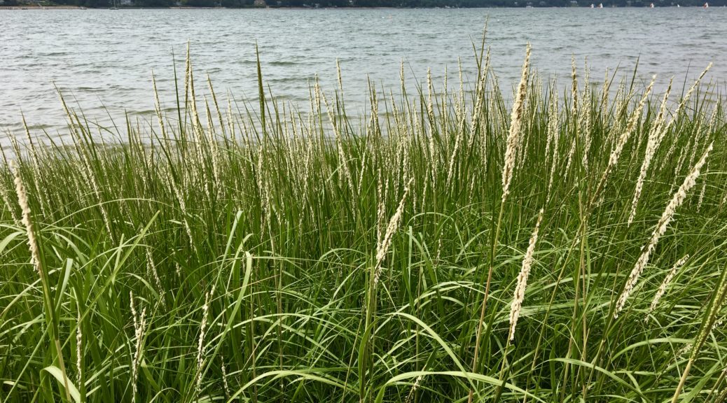 Smooth Cordgrass (Spartina alterniflora) – Seashore to Forest Floor