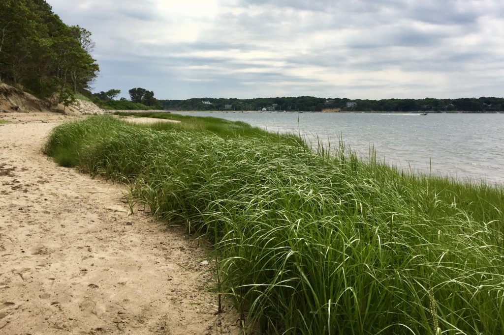 Smooth Cordgrass (Spartina alterniflora) – Seashore to Forest Floor