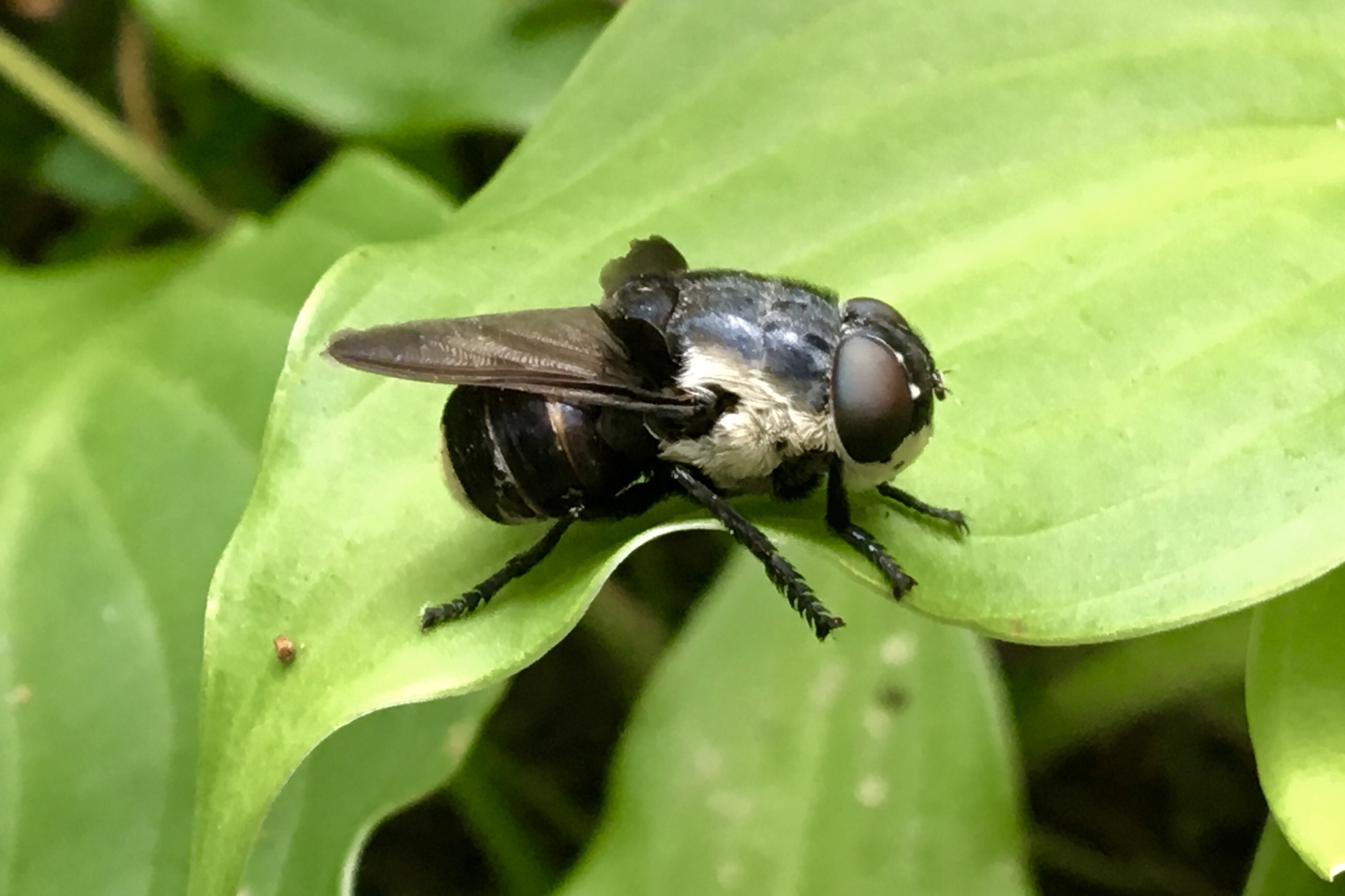 Mouse Bot Fly Cuterebra Fontinella Seashore To Forest Floor