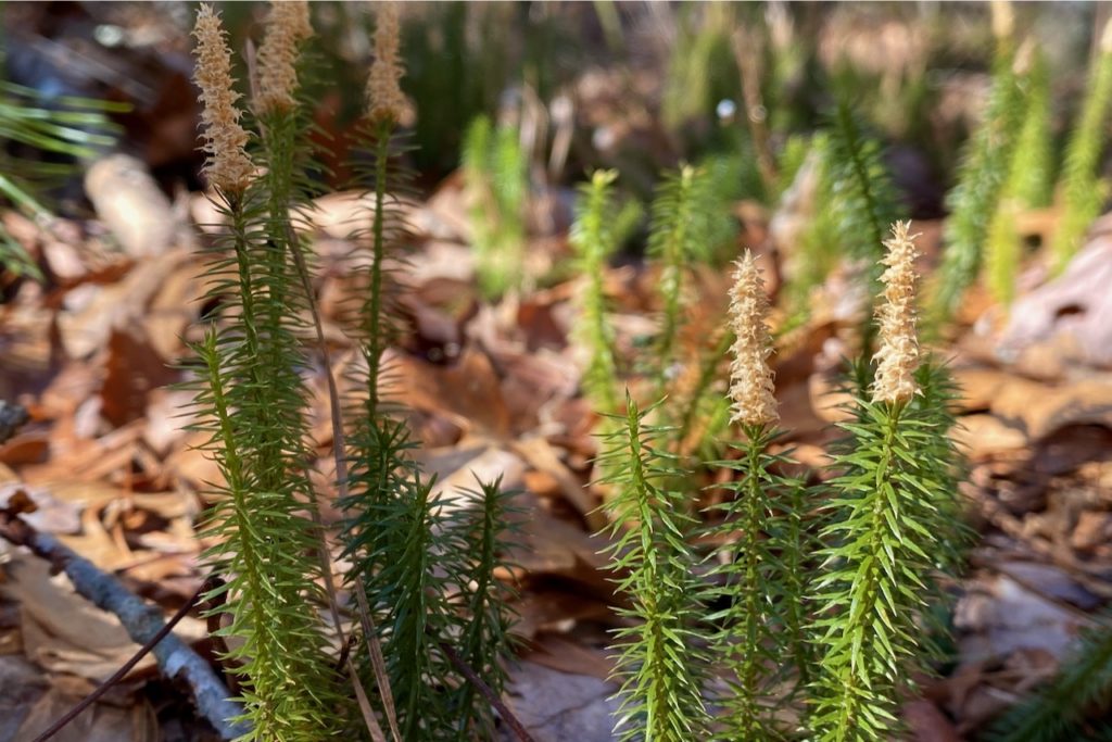 Club Mosses Labeled