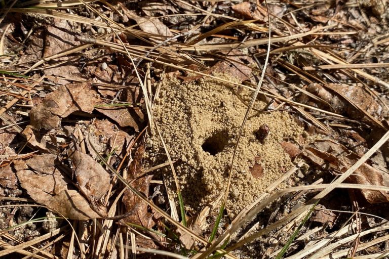 Cellophane Bee (Colletes sp.) – Seashore to Forest Floor