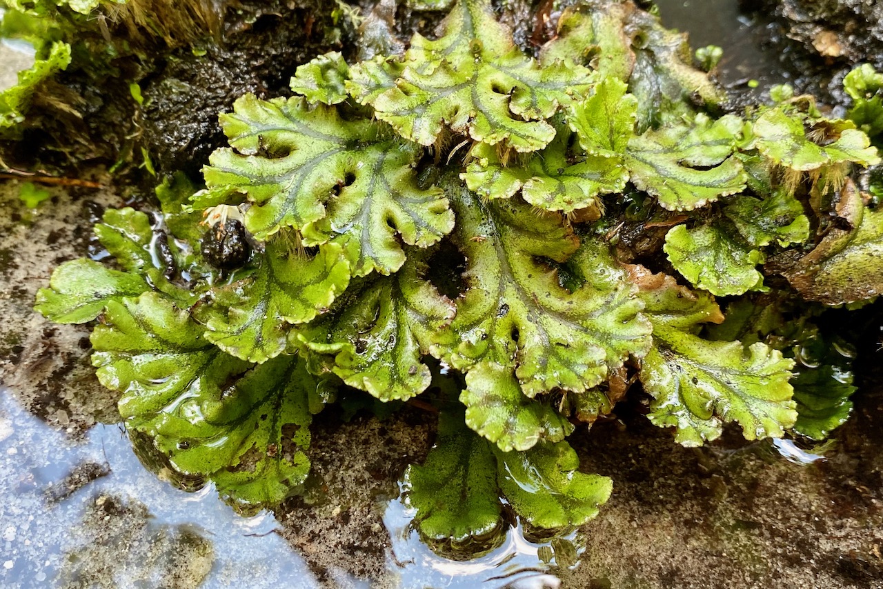 Common Liverwort Marchantia Polymorpha Seashore To Forest Floor