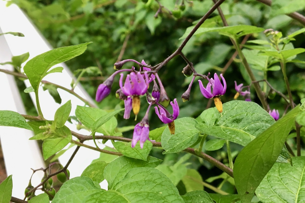 Bittersweet Nightshade (Solanum dulcamara) Seashore to Forest Floor