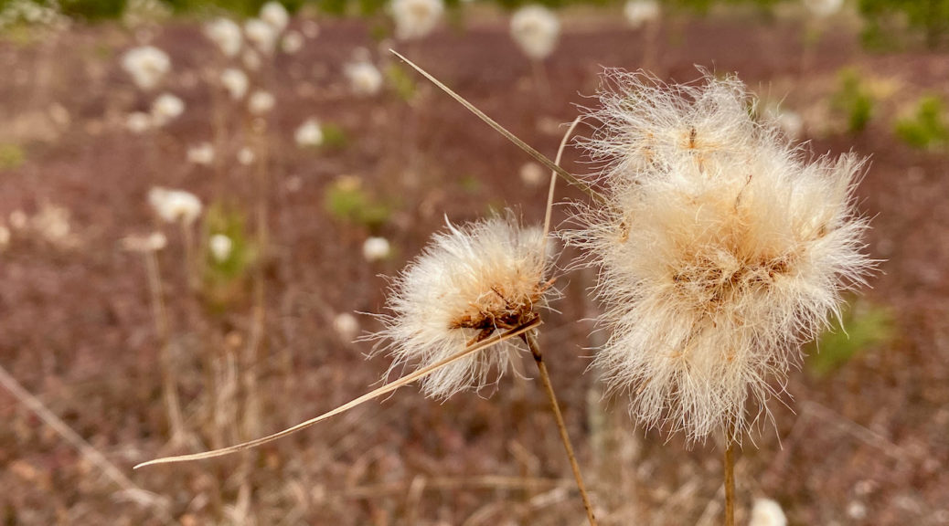 cotton grass