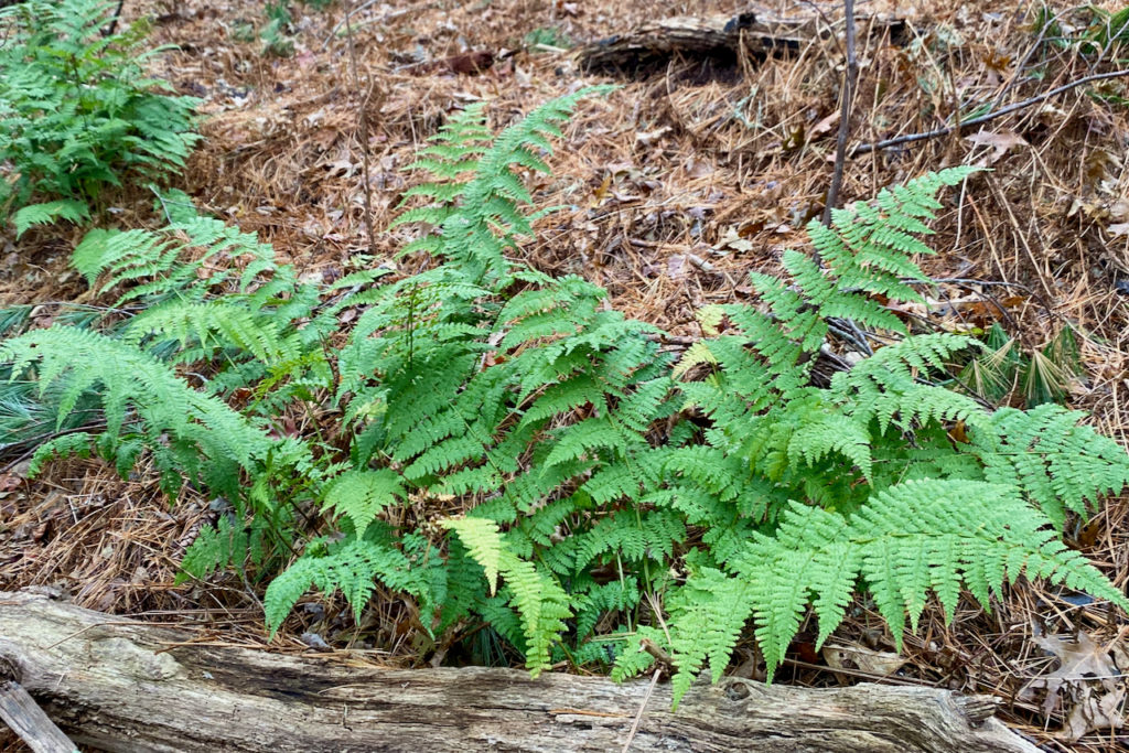 Evergreen wood fern (Dryopteris intermedia) – Seashore to Forest Floor