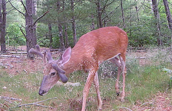 Abnormal deer antlers – Seashore to Forest Floor