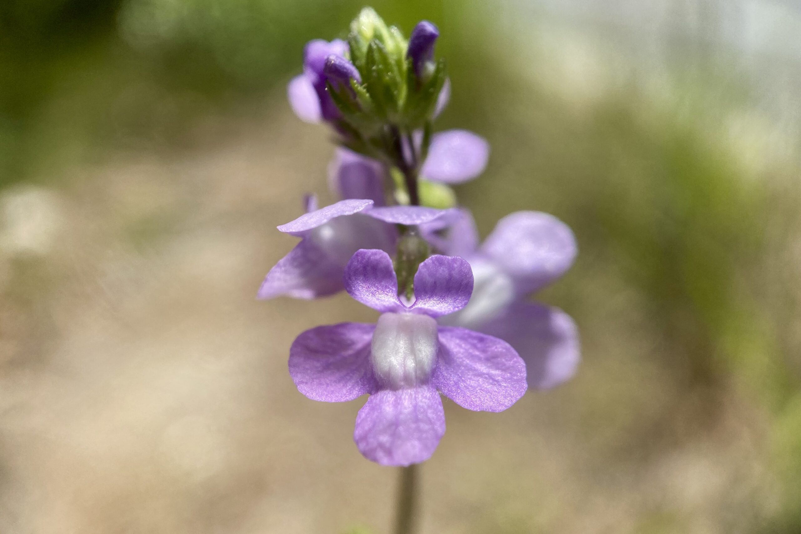 Overlooked beauty: Blue toadflax – Seashore to Forest Floor