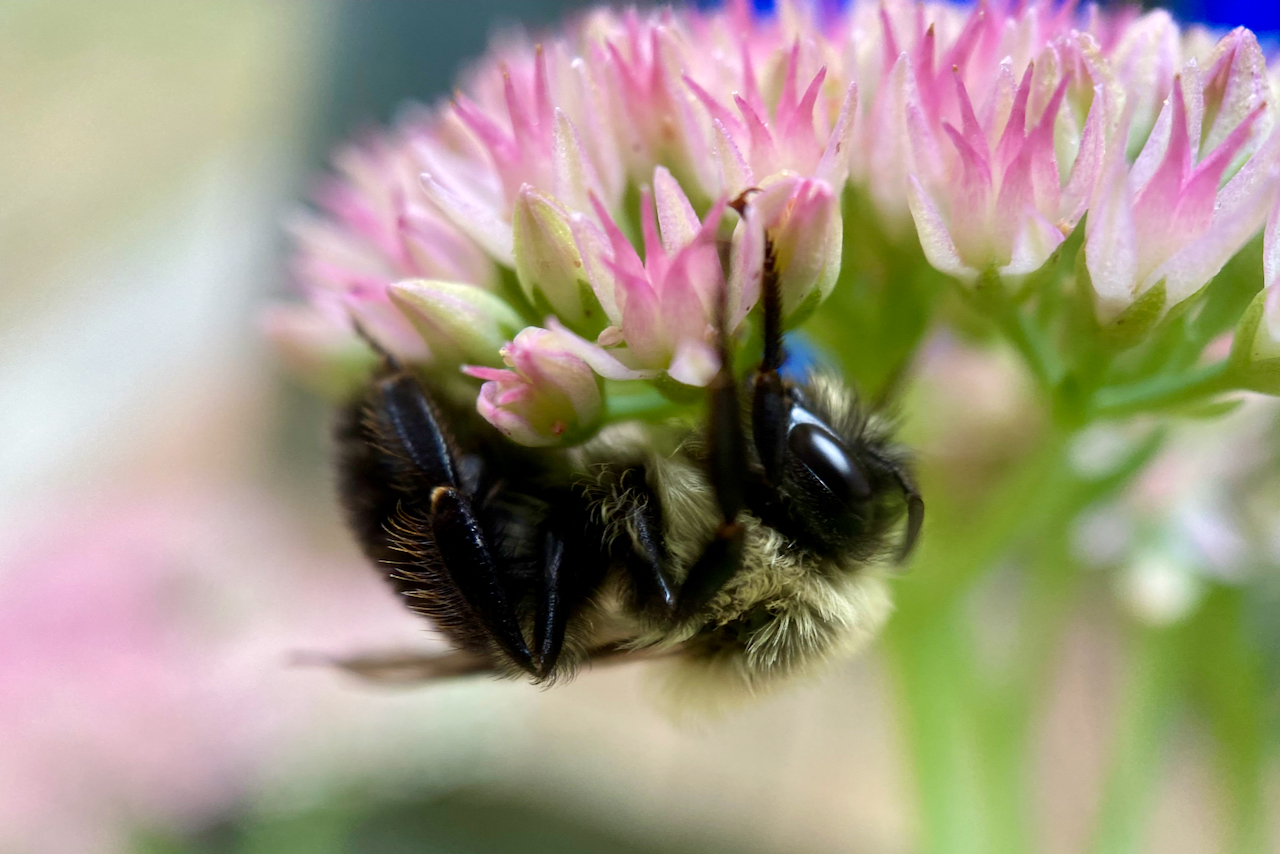 Top Must Have Wildflowers for Bees- Carolina Honeybees